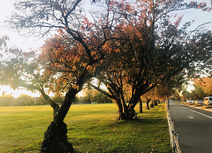 Thời tiết mát mẻ và khung cảnh mùa thu xinh đẹp của New Zealand hiện tại rất phù hợp cho việc chạy bộ ở gần nhà hoặc trong khuôn viên trường. Ảnh: Vinh Tran Phuc.