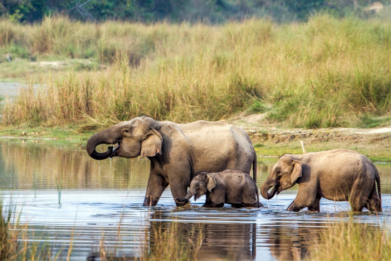 ssdh-chitwan-national-park