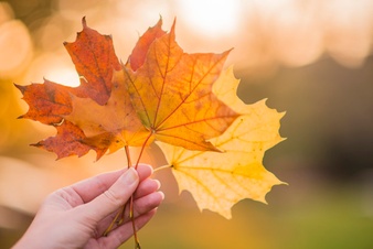 hand-holding-yellow-maple-leaves-autumn-sunny-background-hand-holding-yellow-maple-leaf-blurred-autumn-trees-background-autumn-concept-selective-focus_1391-251